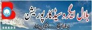 Bilal Agro Seed